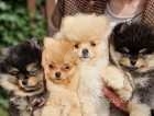 Pomeranian puppies KC registered full pedigree