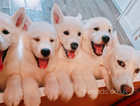 3 female puppies , Siberian Husky and Samoyed mix