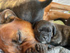 9 Cane corso puppies looking for their forever homes (Italian mastiff)
