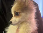 Red and white Pomeranian puppy