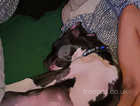 4 month old American bulldog x pup for sale.