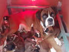 KC registered Boxer Puppies with free insurance