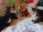 4 beautiful kittens!