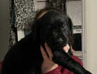 Black labs for sale