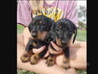 3x lovely dachshunds! 7-8WEEK READY TO GO