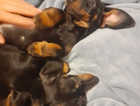 Miniature/ Mini Dachshund puppies Smooth Black & Tan **Reduced**