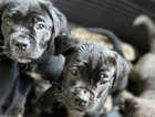 1cane corso puppies seeking their forever homes. Mum can be seen 10weeks old ready to go