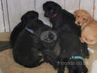 4 black male Field Labrador puppies