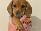 Smooth coat shaded red miniature dachshund