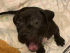 I have a lovely 9 week old cane Corsa puppy for sale.