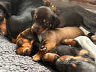 Dachshund puppies 3 weeks old