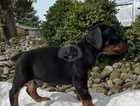 Pretty, outstanding and loyal pure Doberman Pinscher puppies