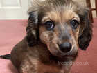 Beautiful Mini Long Haired Dachshund Puppy