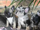 Kc reg French bulldog puppies