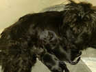 Black Yorkshire terriers
