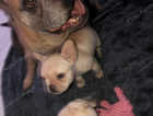 KC registered French Bulldog litter of four.