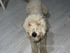 1 year old female golden doodle