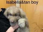 Reduce further to sell kcreg rare Isabella German shepherd pups