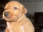 Beautiful red kc registered puppies