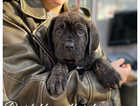 Ready to leave cane corso pups