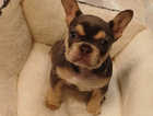 Females lilac tan french bulldogs issabella carries