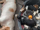 Fall basset hounds puppys for sale
