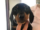 Miniature smooth haired Black and Tan Dachshund