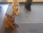 3 Female Kitties - Brown Gone - Only 2 Left (Black & Tabby)