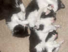 Female Kittens for sale