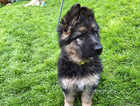 Adorable german shepherd puppy