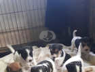 Super cute Parsons Jack Russell puppies . Great lineage