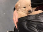 Pure golden retriever puppies 10 available