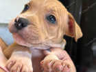 2 Staffordshire bull terrier boys left