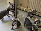 KC registered French Bulldog Puppies