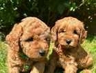 Gorgeous Cavapoos Puppies