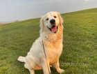 10-month old male Golden Retriever puppy for sale