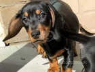 STUNNING MINIATURE DACHSHUNDS AVAILABLE