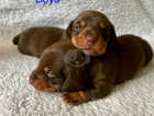 beautiful miniature dachshunds