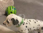 Cruellas Dalmatian pure breed puppies for sale
