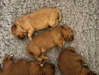 3 Miniature F2 Cavapoo puppies