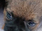 Border terrier North Wales