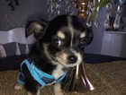 beautiful chihuahua puppies ready now