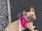 Isabella fawn French bulldog for sale