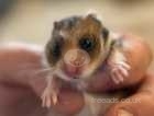 Baby male hamster