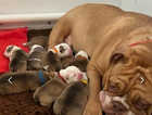 British Bulldog puppies available 28th March