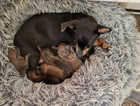 Gorgeous pomchi pups ready 11th may