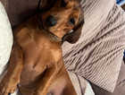 3x dachshund pups for sale £800