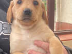 Beautiful Golden Labrador Puppies (Fully Vaccinated)