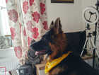 Looking for strong own for me boy German sheaperd Wellington k9 for sale £450
