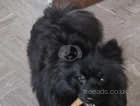 Pomeranian (male) for sale now